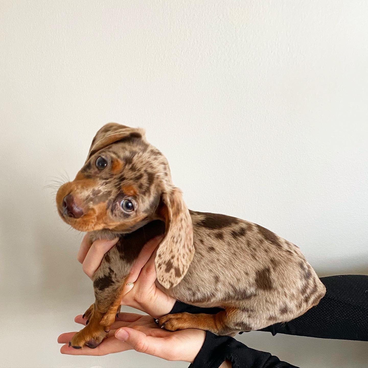 Miniature Dachshund Puppy